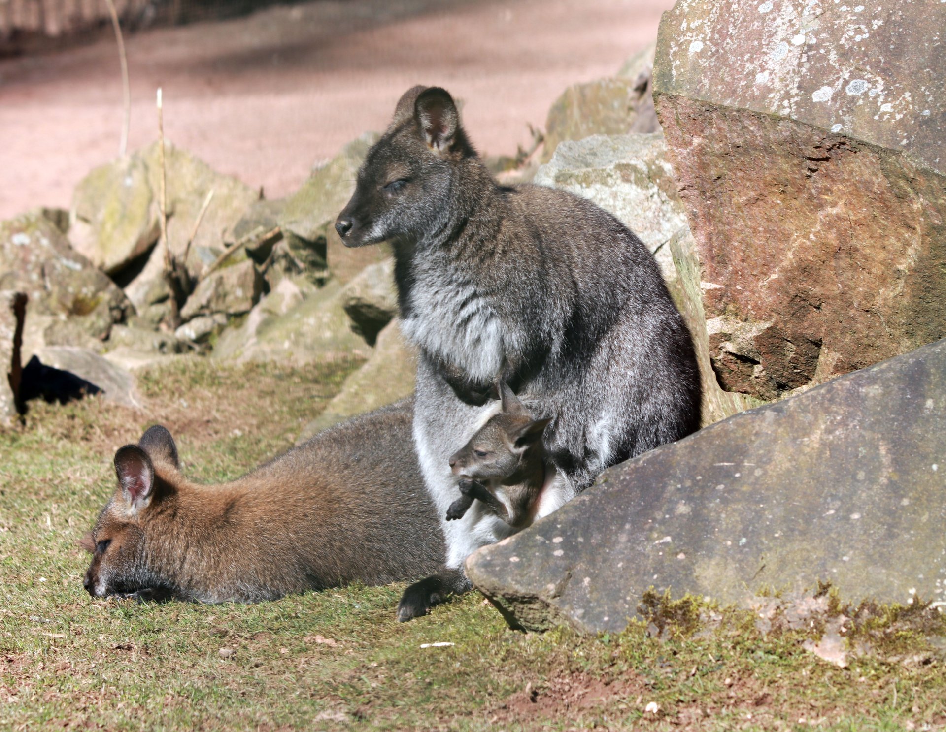 Bennettkänguru mit Beuteljungem