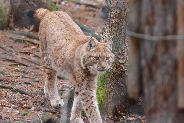 Archivbild Luchs (C) Jan Klösters Archivbild Luchs (C) Jan Klösters