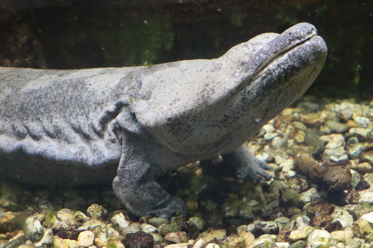 Chinesischer Riesensalamander (C) Fabian Olbrich