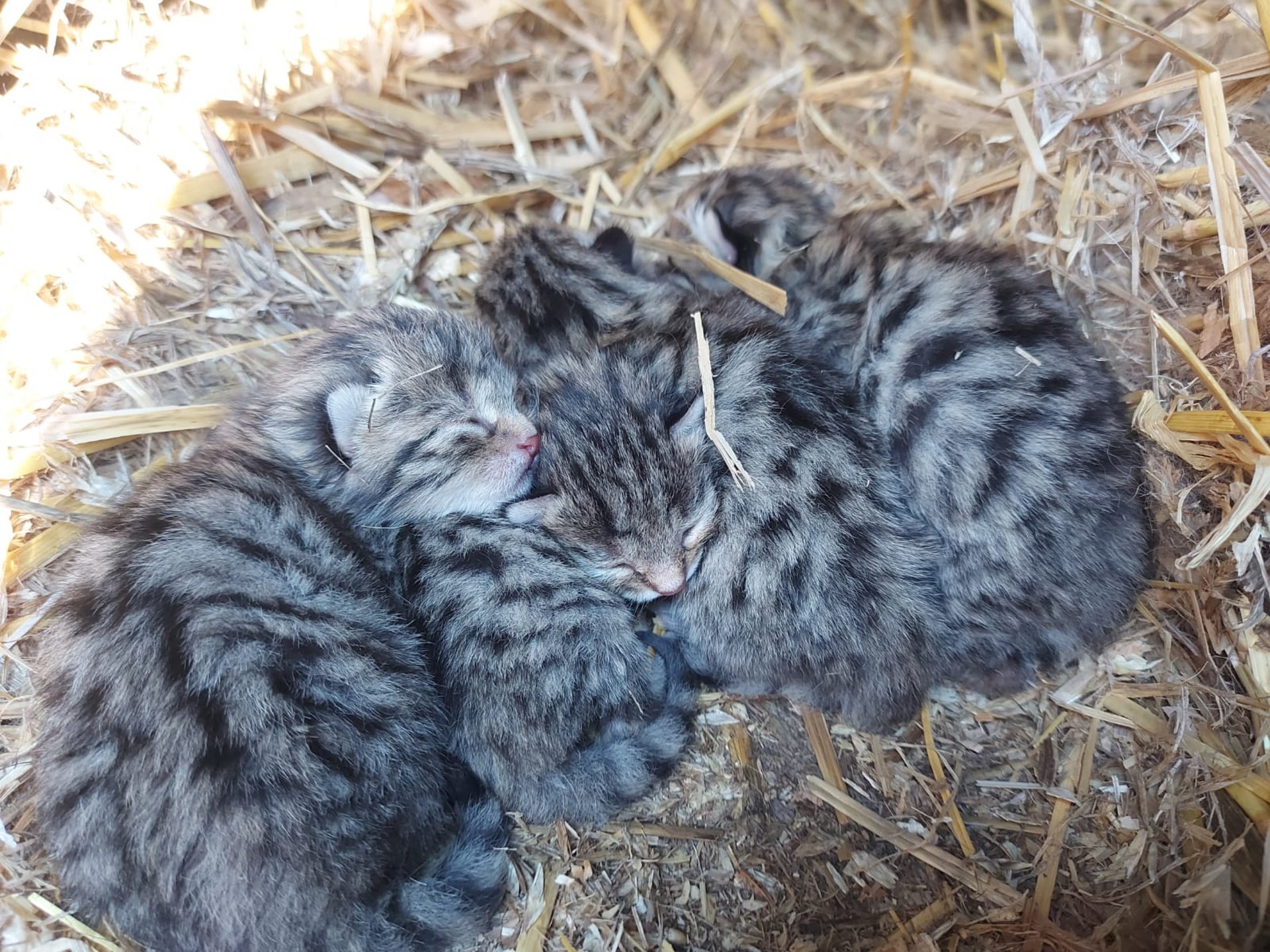 Wildkatzennachwuchs in der Wurfbox  (C) Stephanie Flade