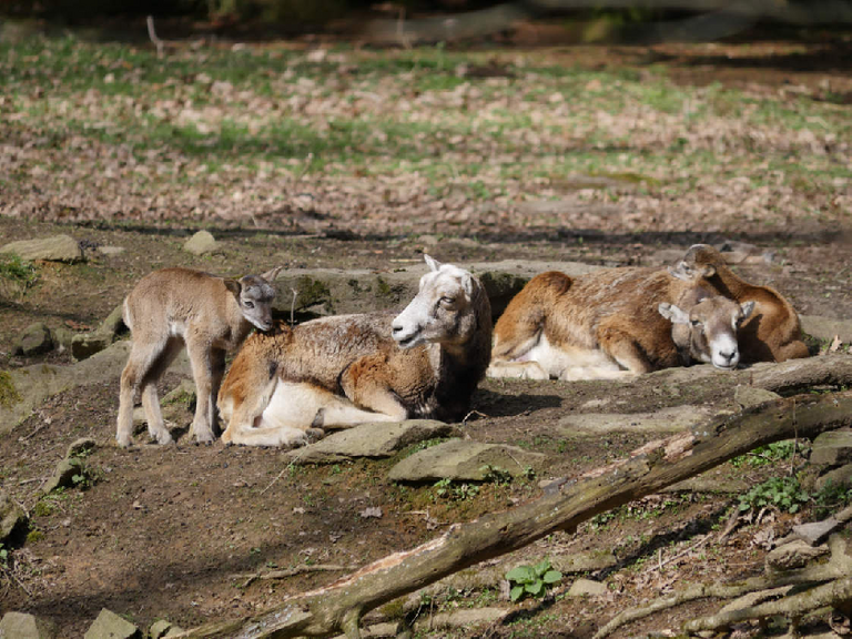 Mufflon mit Jungtieren Mufflon mit Jungtieren