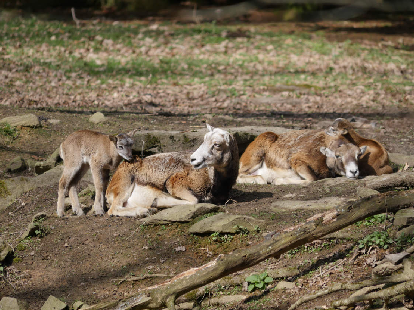 Mufflon mit Jungtieren