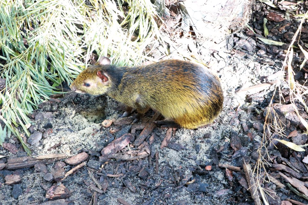 Schwarzrückenaguti im Tierpark Chemnitz. Foto: C. Lehmann