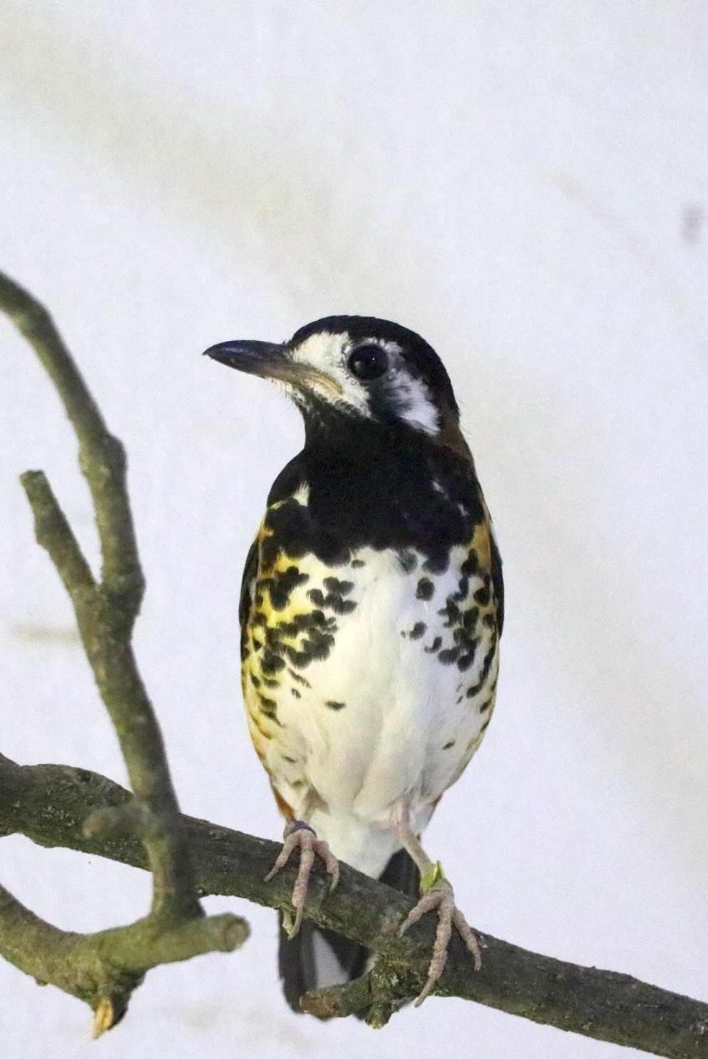 Foto: Jan Klösters